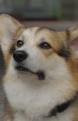 Шкипер